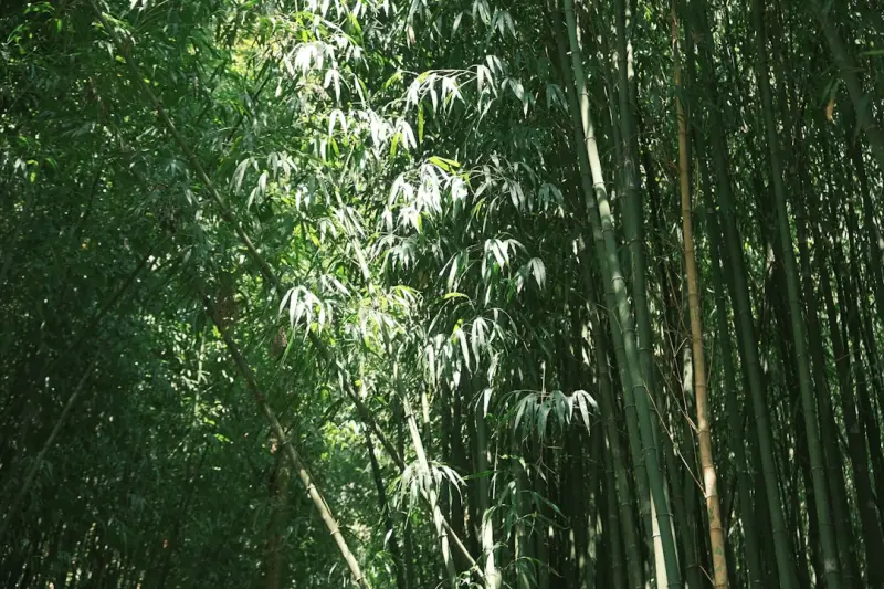 东莞服装服饰批发市场趋势与鞋帽箱包选品策略分析